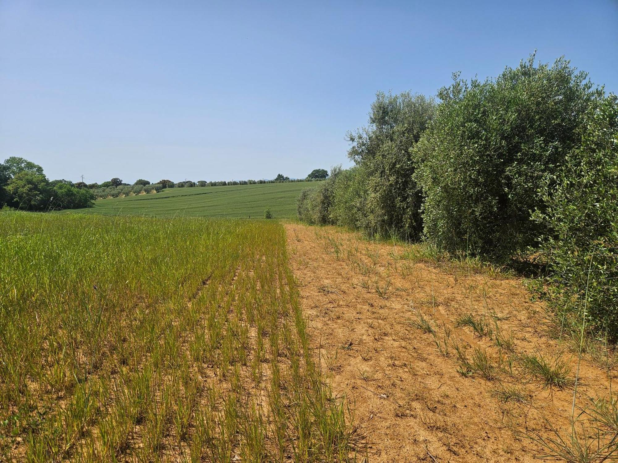 Agriturismo Il Migliarino Rispescia Buitenkant foto